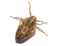 Issus coleoptratus